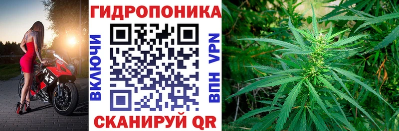 Конопля сатива где купить наркоту Алексин